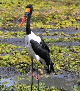 Saddle-billed stork standing in a wetland at Timbavati Game Reserve, South Africa.