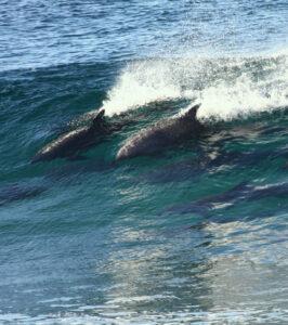 Dolphins surfing a wave near Plettenberg Bay.