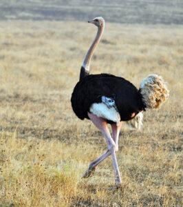 Ostrich walking in grassland, Oudtshoorn, South Africa.