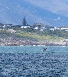 A whale breaching off the coast of Hermanus, with the town and mountains in the background.