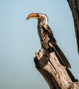Yellow-billed hornbill perched on a dead tree branch, South Africa.