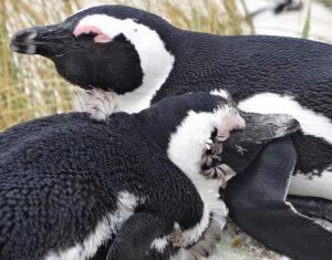 Two African Penguins resting on each other at Boulders Beach.