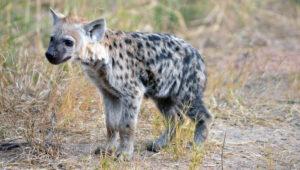 Baby hyena standing in the grass at Sabi Sabi Game Reserve, South Africa.