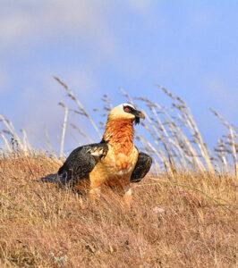 Bearded vulture perched in dry grass, Drakensberg Mountains, South Africa.