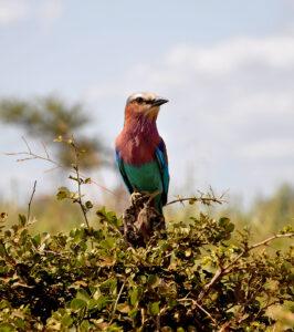 A colorful bird sitting on a branch in the Hluhluwe Game Reserve.