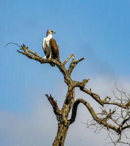 Eagle perched on a bare tree branch in Kruger National Park, South Africa.