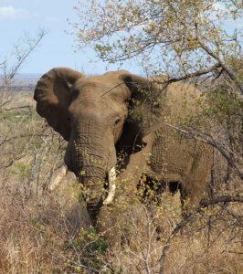 An elephant in the Madikwe Game Reserve.