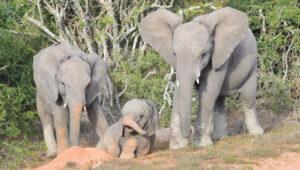 Elephants and a baby elephant drinking at a waterhole in Addo Elephant National Park.