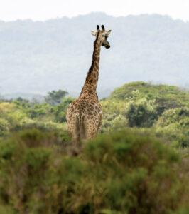 A giraffe standing in the middle of the bush in Isimangaliso Wetland Park.
