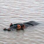 Hippopotamus surfacing in water during a boat cruise.