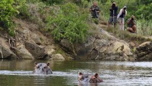 A pod of hippos gathered in water at Kariega main lodge, guest on a photo safari.