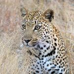 Close-up of the head of a curious leopard in the Kruger National Park.