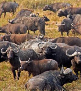 Large herd of buffalo grazing in Timbavati Game Reserve, South Africa.