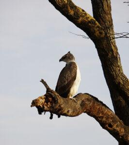 An Martial Eagle sitting on a branch in the Madikwe Game Reserve.