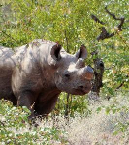 A rhino in the bush of Isimangaliso Wetland Park-