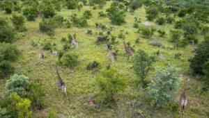 Aerial view of giraffes running through the bush, Timbavati, South Africa