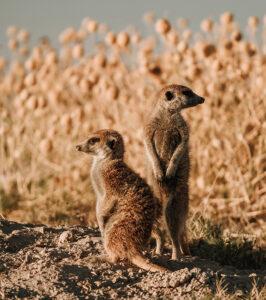Two meerkats standing alert, Route 62, South Africa.