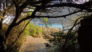 Tree-framed brick path leading to rocky shoreline and lagoon at Knysna, Garden Route.