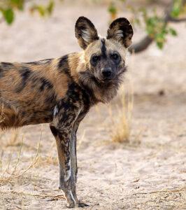 African wild dog standing alert in Kruger National Park, South Africa.