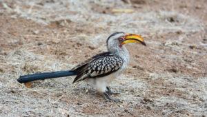 Yellow billed horn bill on the ground in Kruger National Park.