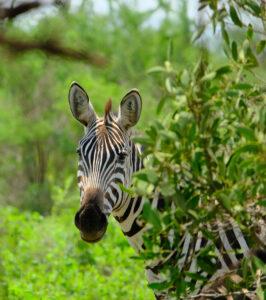 Zebra peeking through green foliage at Sabi Sand Game Reserve, South Africa.