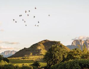 Birds flying above the winelands of Babylonstoren..