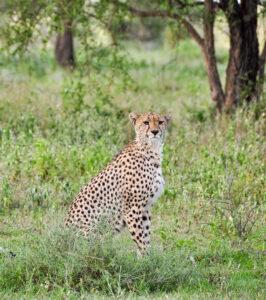 A cheetah sitting in the grass in the Hluhluwe Game Reserve.