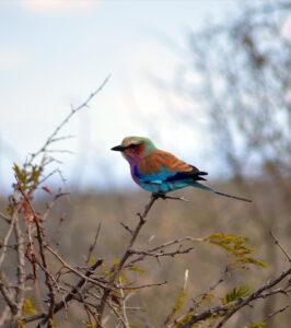 Lilac-breasted roller perched on a branch, Kruger National Park, South Africa.