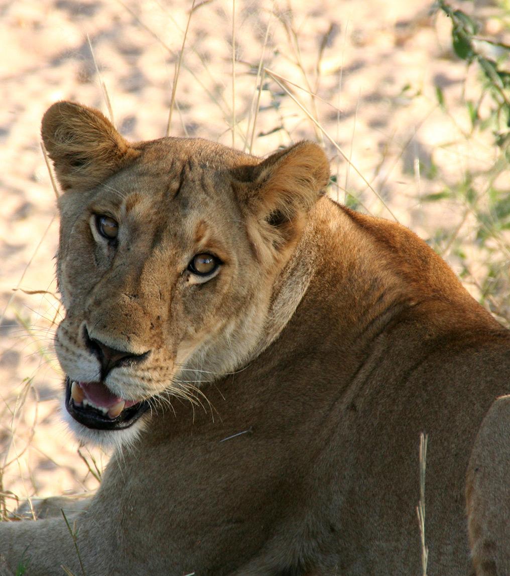 St Lucia & Safari