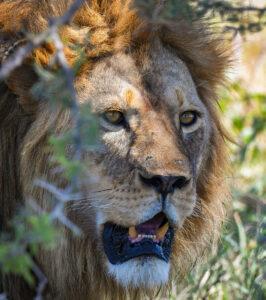 Close-up portrait of a male lion in Timbavati, South Africa.