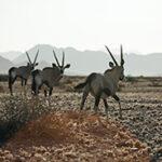 Oryx standing in the open plains of the Namib Desert, Namibia.