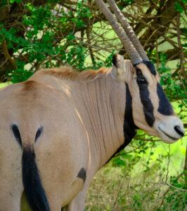An oryx gemsbock in the Madikwe Game Reserve.