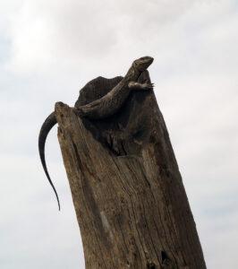 Monitor lizard resting on a tree stump in Kruger National Park, South Africa.