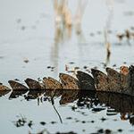 Crocodile tail visible above the water surface in a river.