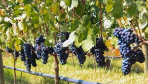 Ripe grapes on the vine in a Stellenbosch vineyard, South Africa.