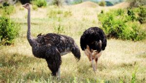 Two Ostriches in the Madikwe Game Reserve.