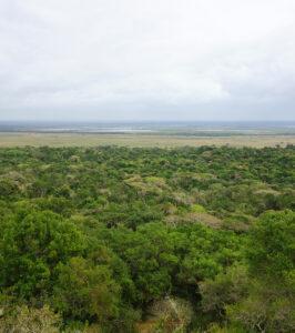 The green landscape of Isimangaliso Wetland Park.