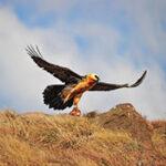 A bearded vulture taking flight at Witsieshoek Mountain Lodge.