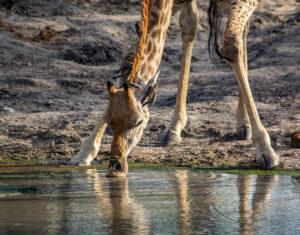 A giraffe drinking at a waterhole at Arathusa Safari Lodge, South Africa.