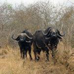 Buffalo herd in Kruger National Park.