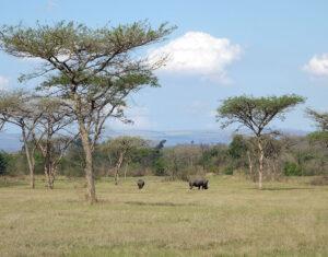 Rhinoceros grazing on open green savanna landscape.