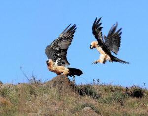 Two bearded vultures hunting for prey in Witsieshoek, in the Drakensberg Mountain Range.