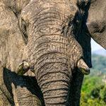 Close-up on an elephants skin texture and small tusks.