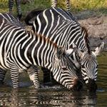 Two zebras drinking from a waterhole in Addo Elephant Park, the safari highlight on a Garden Route self-drive trip.