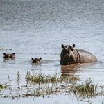 An adult hippo and two young in a body of water near St Lucia.