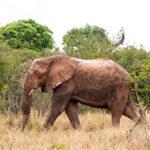 An elephant walking through the bush of Isimangaliso Wetland Park.