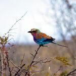 Lilac-breasted roller perched on a branch in Kruger National Park.
