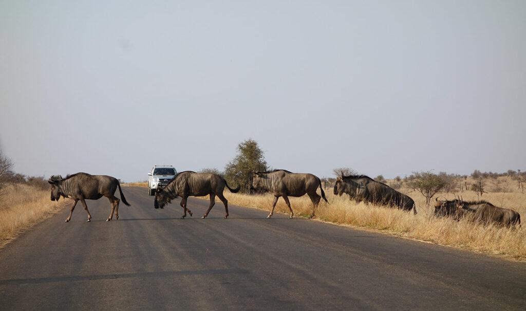 Wildebeest crossing a road on a Kruger self-drive safari in Kruger National Park.