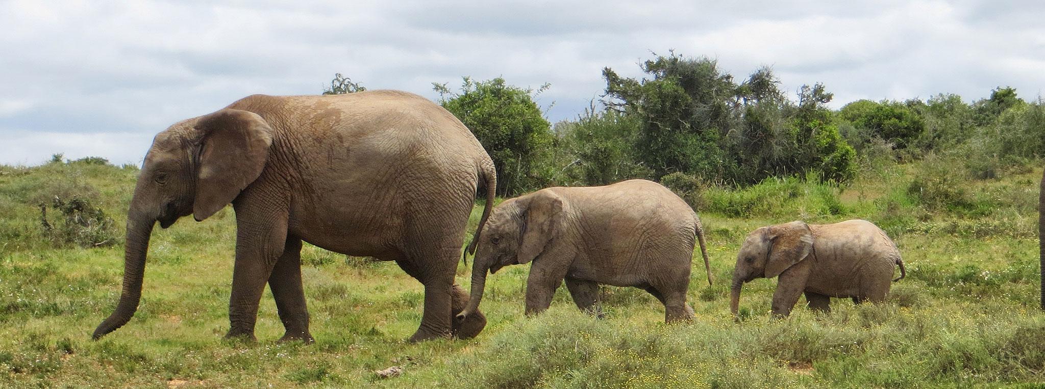Elephant mother walking with her two calves through the grasslands of Addo Elephant National Park.