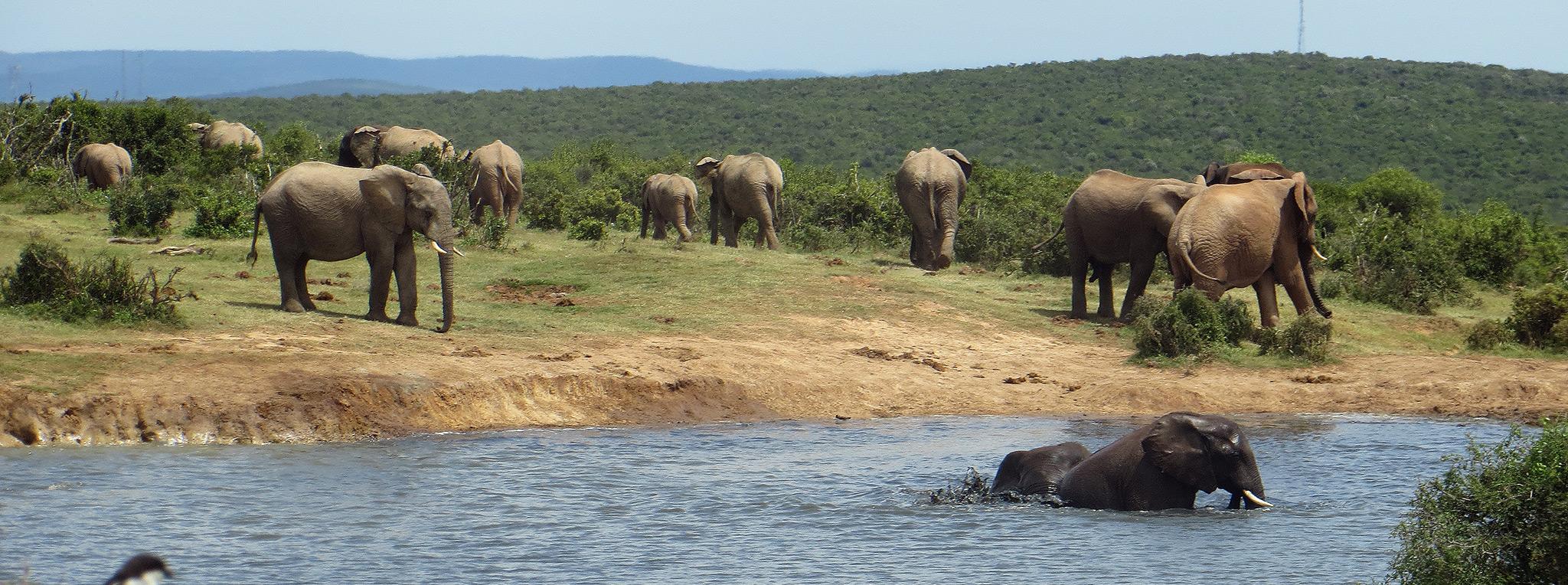 Large herd of elephants at a waterhole in Addo Elephant National Park, with two swimming in the foreground.